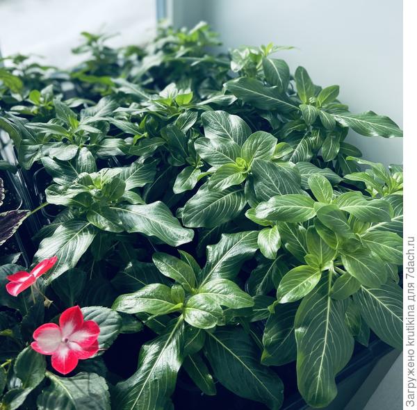 Катарантусы