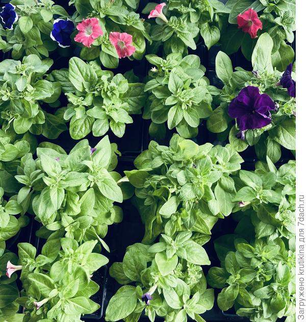 Карликовые сорта ( мамбо , Лимбо) в прищипке не нуждаются