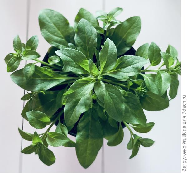 Шок вейв ( первая прищипка)