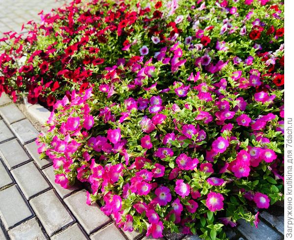 Фотола Оперу, в кадр и Тайдал попал ( ред велюр )