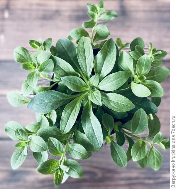 Мои тоже росли каротышки