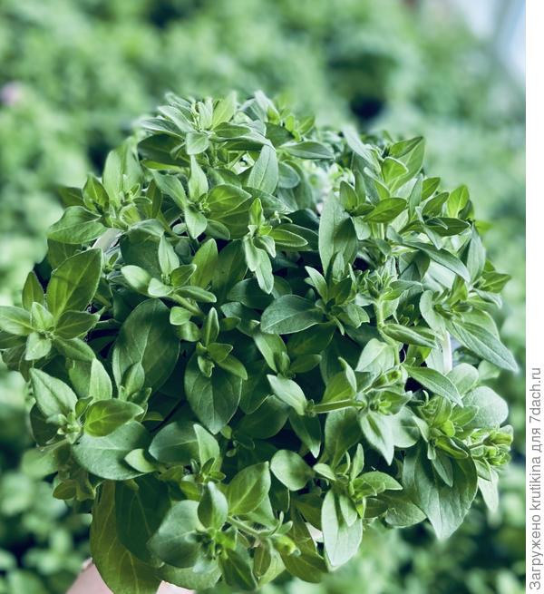 Теперь такие