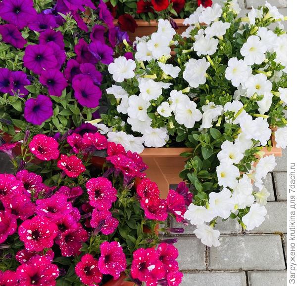 Убежавший побег ..Опера Вайт ..