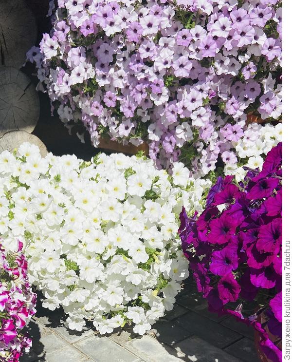 Она же июль