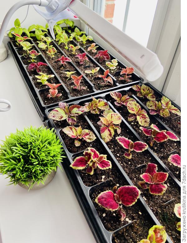 31 марта , ещё малыши . Сейчас ого-го .