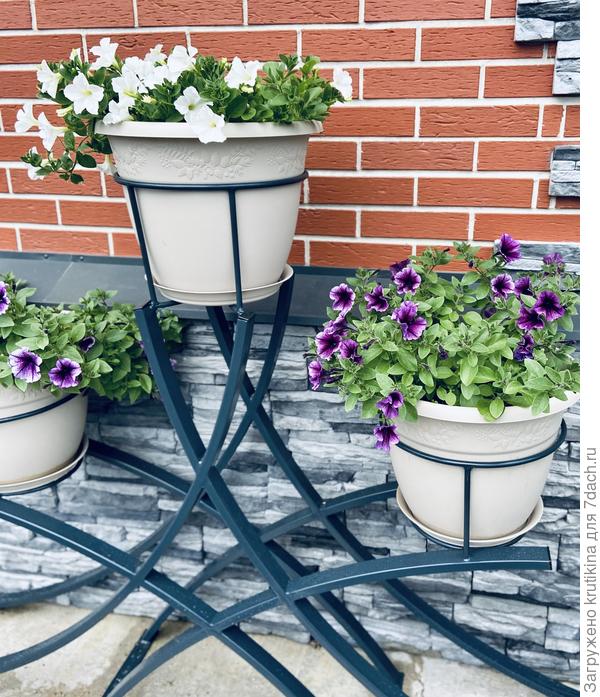 Петуниевое дерево N2. На нем « Опера « ещё хуже выглядит .