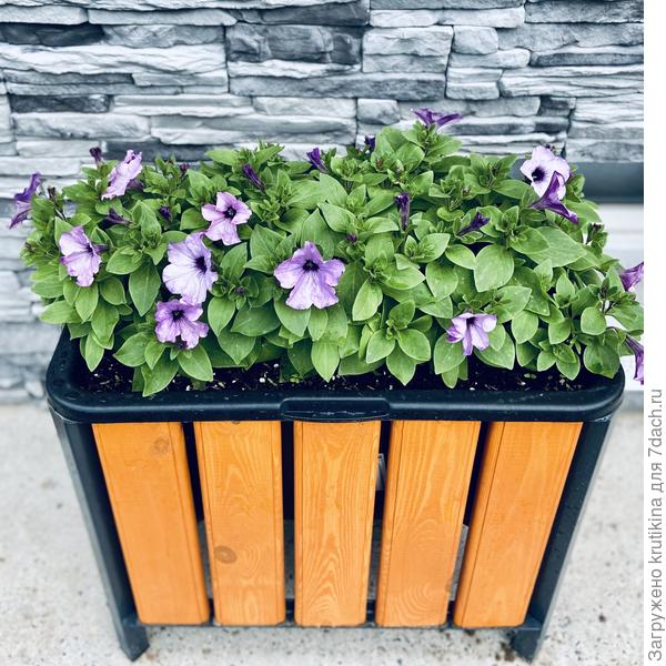 Рамблин Аметист .