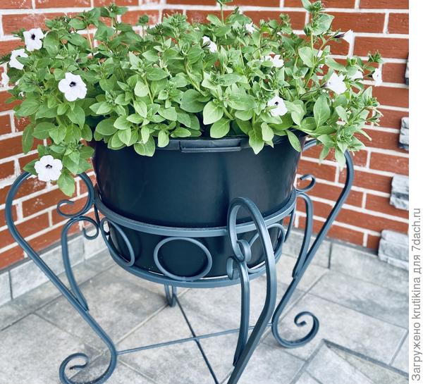 Тайдал Silver ( на крыльце парадного входа)