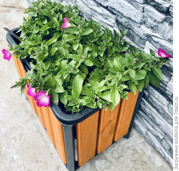 Опера Суприм Pink Morn