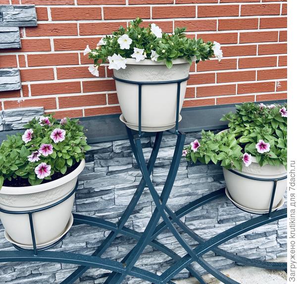 Петуниевое дерево N1 , растрёпки « Оперы» , восстанавливаются!