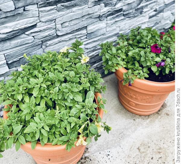 Даймонд San Shades (слева), Вейв Purple ( справа)