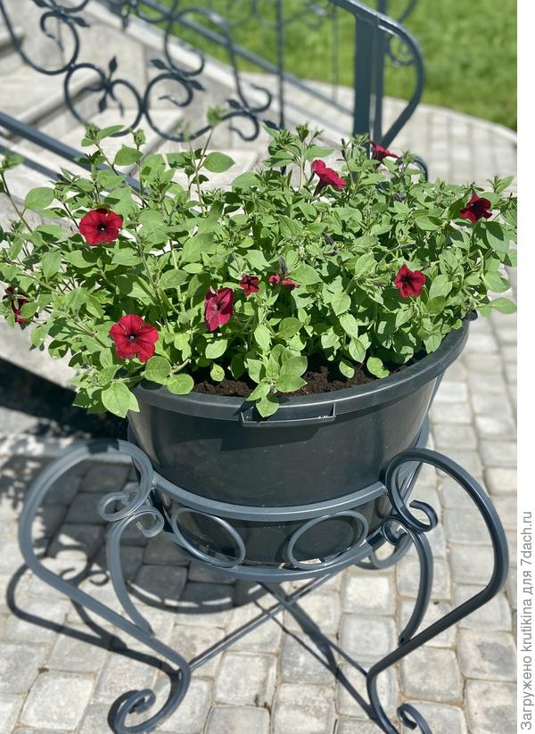 Тайдал Red Velour