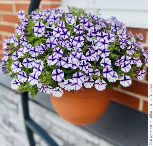 Показала не все цветы , много  только- только стали зацветать . На фото Mini Vista Vinlet Star ( совсем скоро не будет видно листвы)