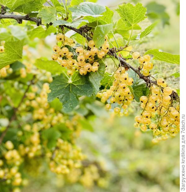 Очень много белой смородины в этом году