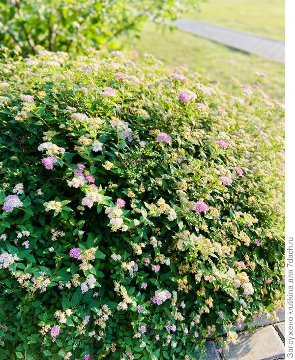 Приехали на дачу , как будто в др мир попали . Растения вымахали ого- го !