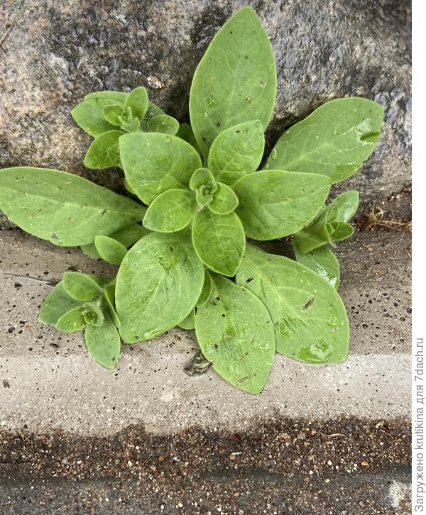 Удивительное дело !!!  Между камнем и поребриком тротуарным выросла петуния .. И раньше такое бывало .