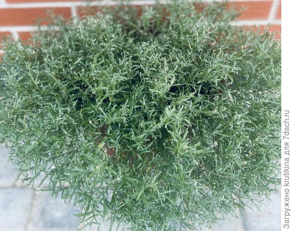 Вот так постаралась