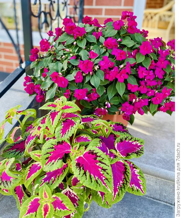 Махровый бальзамин и колеус - теперь они украшают крыльцо 🙂