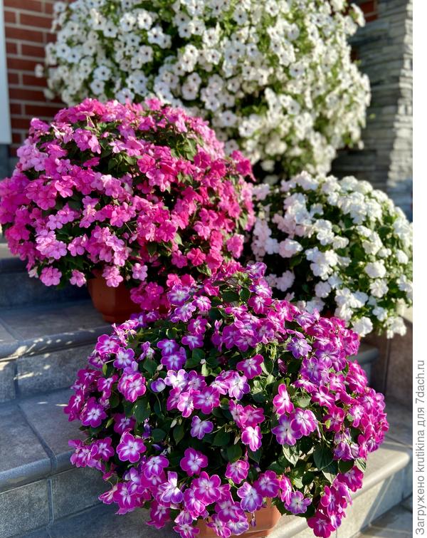 Мои бальзамины в августе