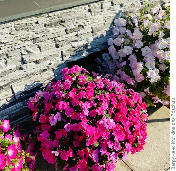 Красавец бальзамин