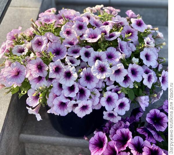 Vista ( фото 1 сентября)