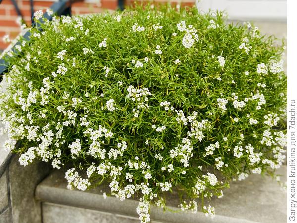 После ( сентябрь )