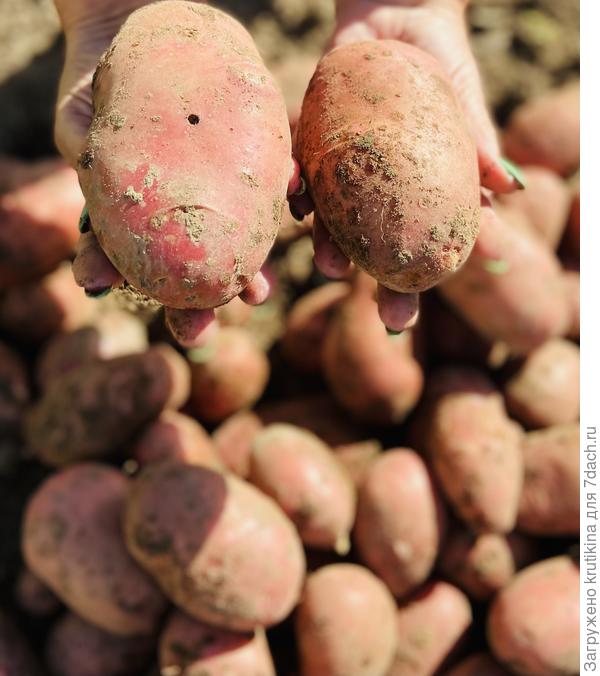 В ладошках у мамы : в правой хорошая, в левой проволочник постарался😠
