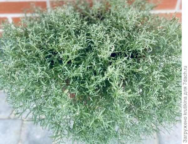 До обработки Актеллик