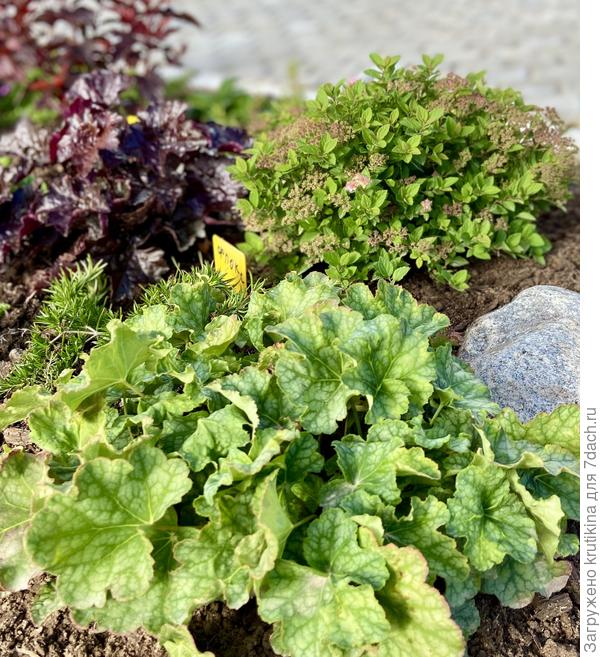 Гейхера ( 2022)