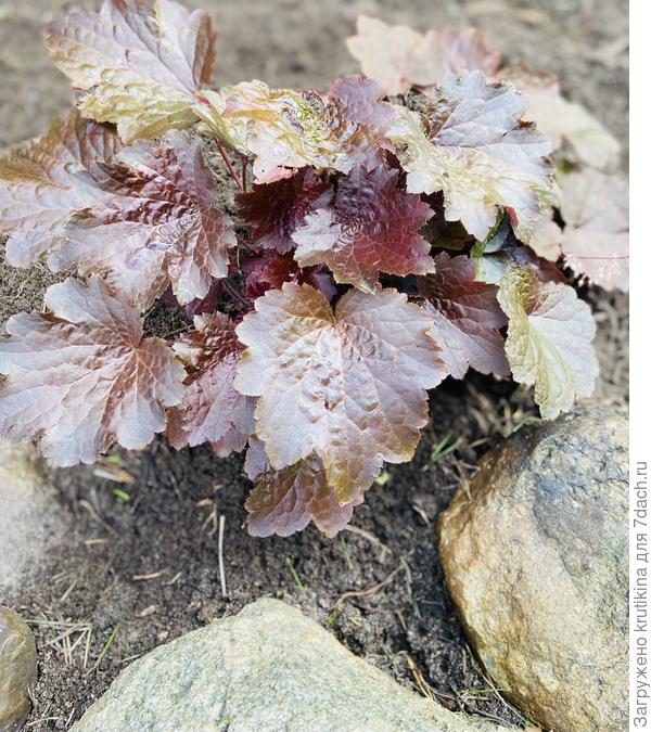 Гейхера - второгодка ( на даче)