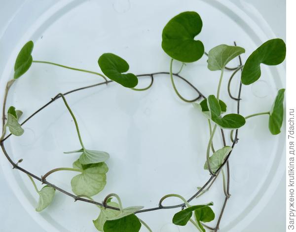 Срезала 2 побега