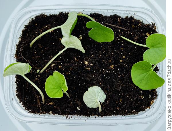 В небольшой контейнер, побег уложила по кругу, присыпав междуузлия присыпала земелькой. Пролила водой, закрыла контейнер крышкой . На укоренение поставила в мини- теплицу под лампу. Первые корешки увидела через семь дней.