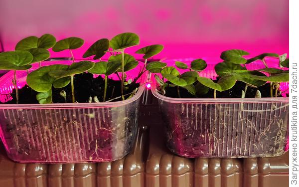 Конец августа, дихондра выглядит так