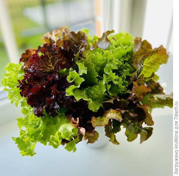 Остатки роскоши « Салат «