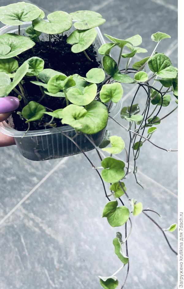 Конец сентября, пора пересаживать в горшочек большего объёма ( чем завтра и займусь🙂)