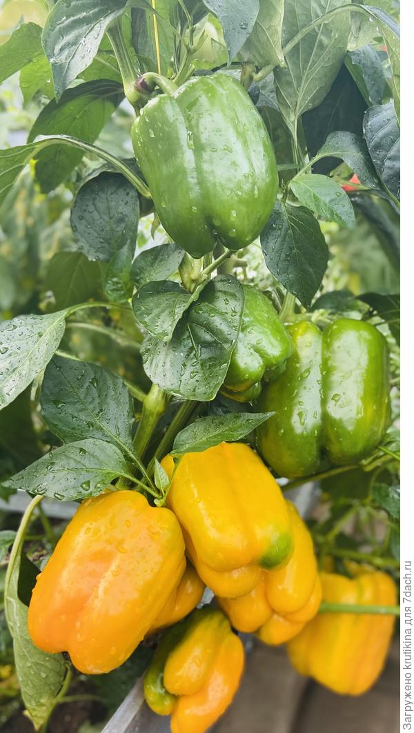 Тавиньяно F1