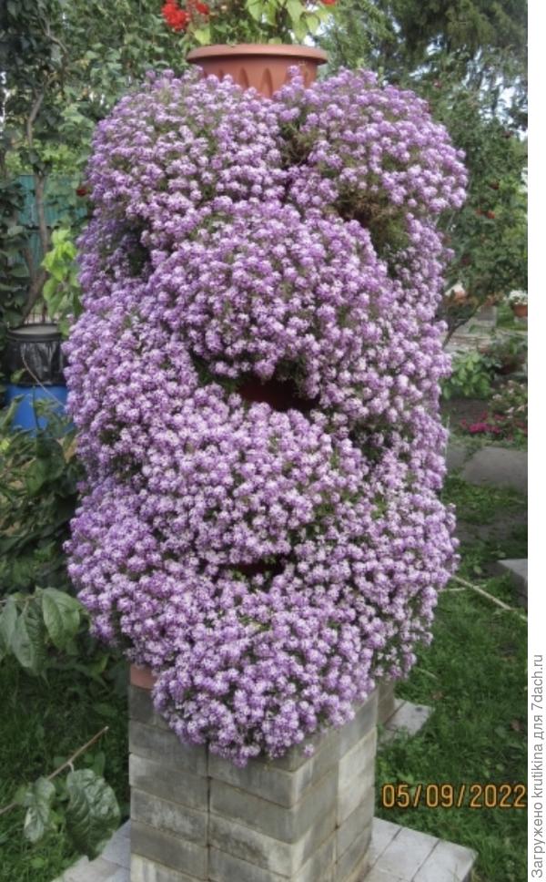 Вот эти вазоны трансформеры и красивый алиссум.