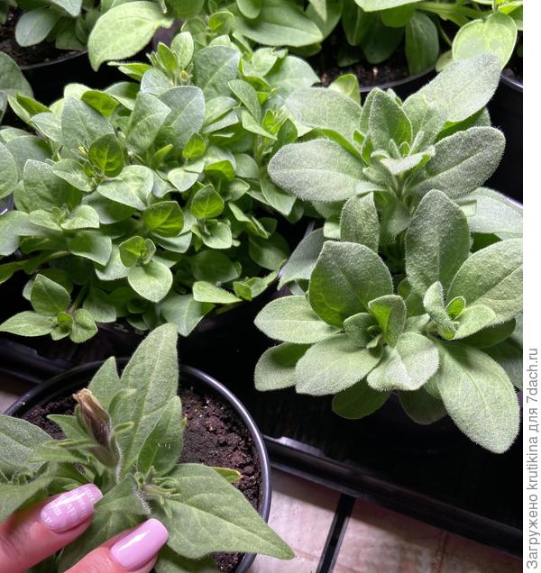 Черенки пересажены в горшочки 0,5 л , зацветают « малявки «