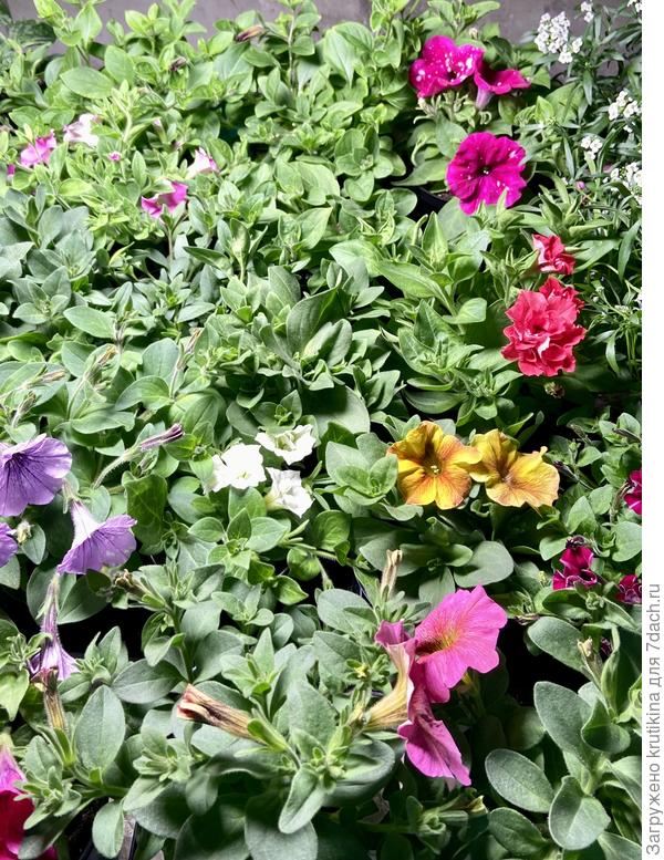 Цветут ,  надо срезать все цветы и бутоны 🤦‍♀️, займусь в свободное время.