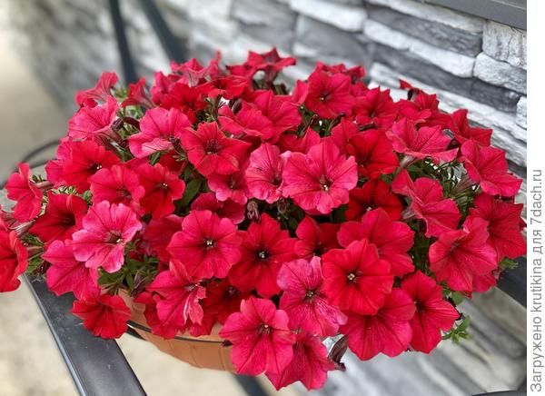 Она же, только летом .