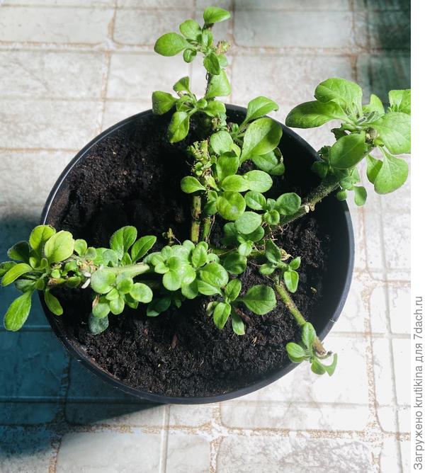 Маточник в литровом горшочке, вегетирует .