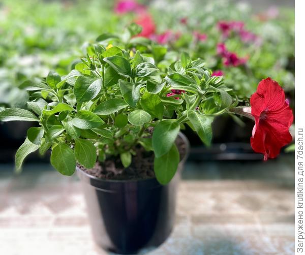 Маточник через 4 недели - сурфиния Table Dark Red