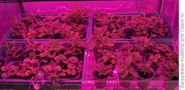 Подрастают под лампами в мини- теплице