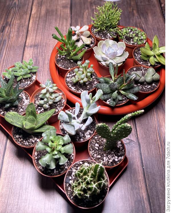 Растения для садиков и флорариума