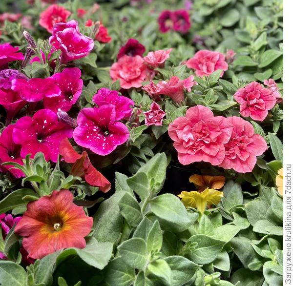 Твои любимые махровые петунии расцвели !