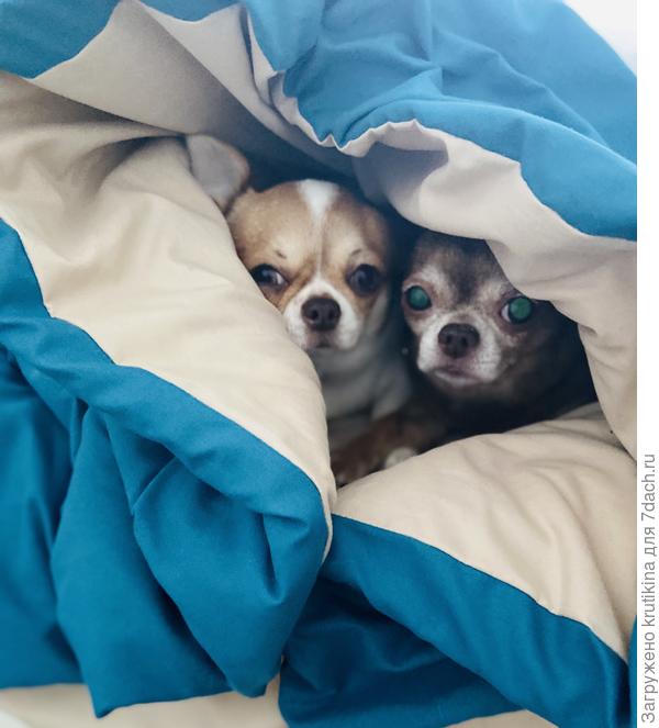 Наши чишки Кора и Топа 🥰