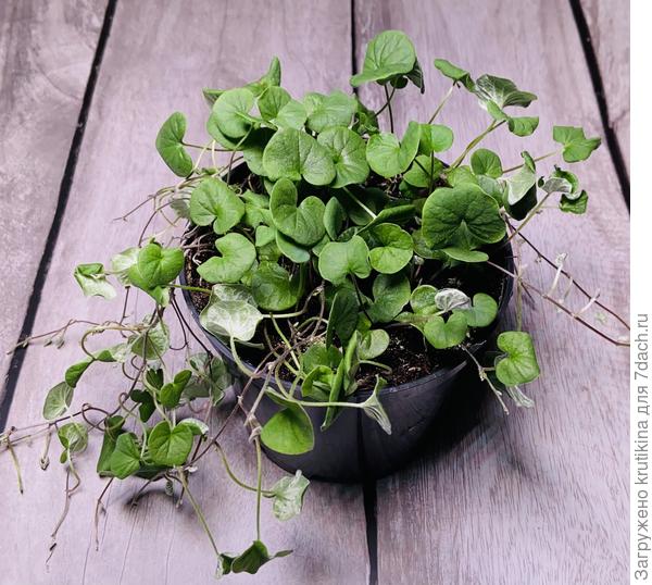 Моя « растрёпка» , сидит в литровом горшочке , косы наращивает 🙂. В январе черенковать буду.