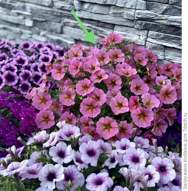 Ещё одна петхоа