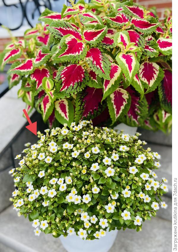 Экзакум ( сентябрь)