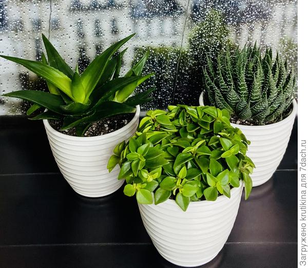 Алоэ « Блек Джем», алоэ « Аристата», пеперомия .